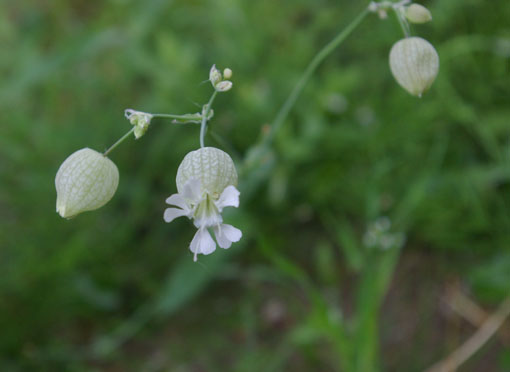 silene vulgaris